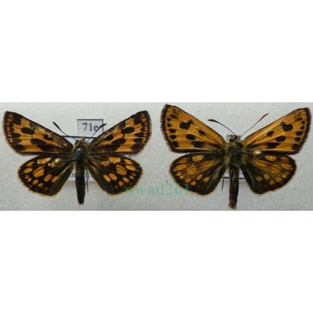 Carterocephalus silvicola (Meigen, 1829) pair Kosternik leśniak Poland71e